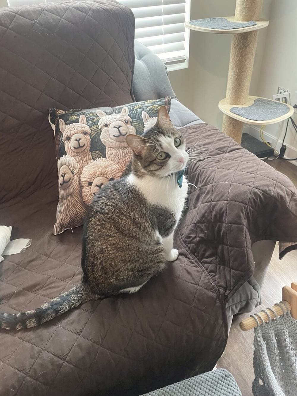 Apollo, a tabby and white family cat, holding his covered armchair with the window and cat tree behind him