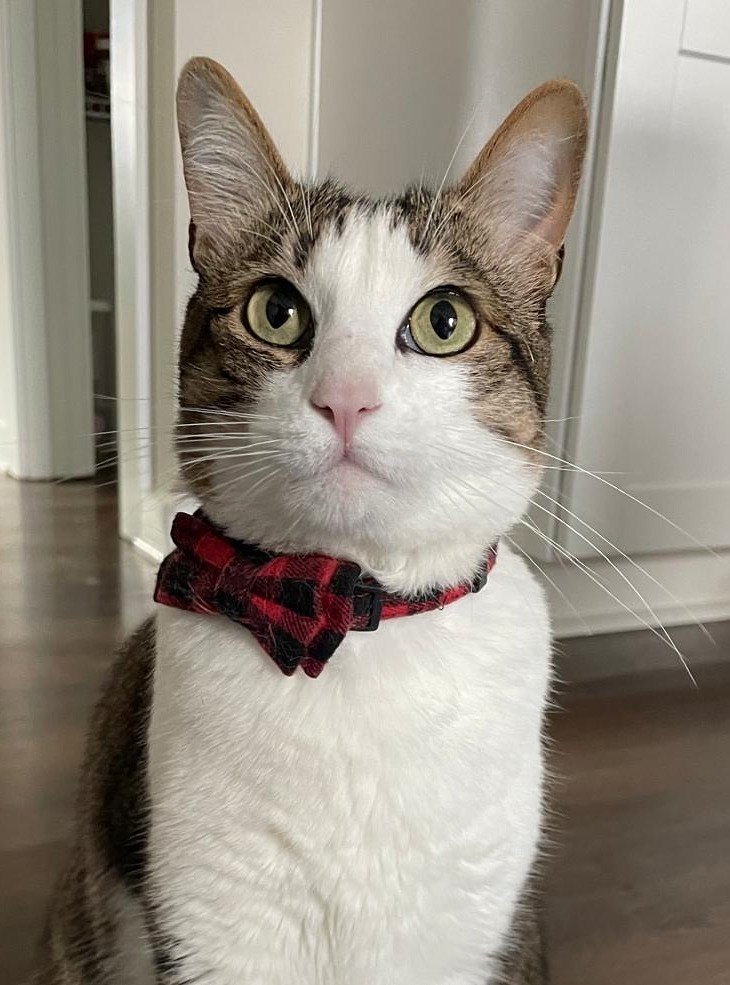 Apollo sitting tall on the wood floor in his red plaid bow tie with both ears and eyes visible