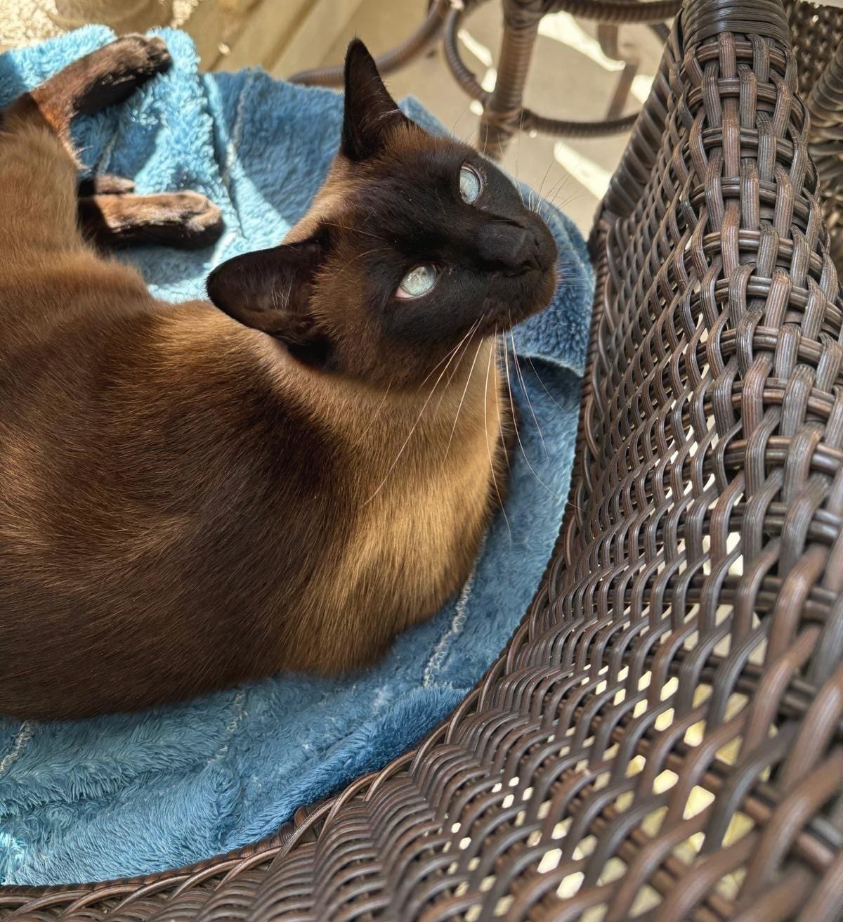 A cat wrapped comfortably in a soft towel in a wicker chair