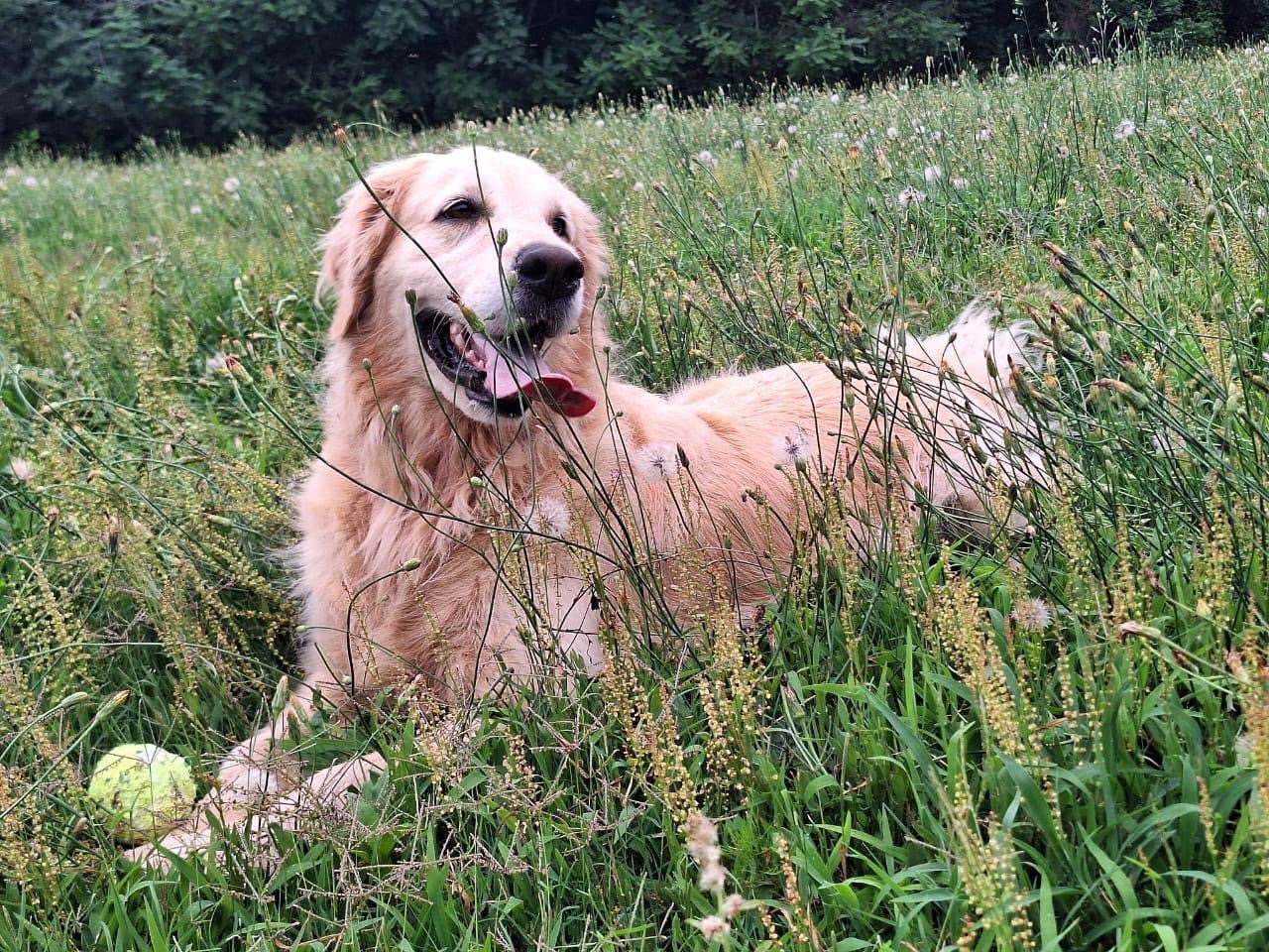 Crystal, a golden retriever family dog, facing forward in meadow grass with a ball beside her