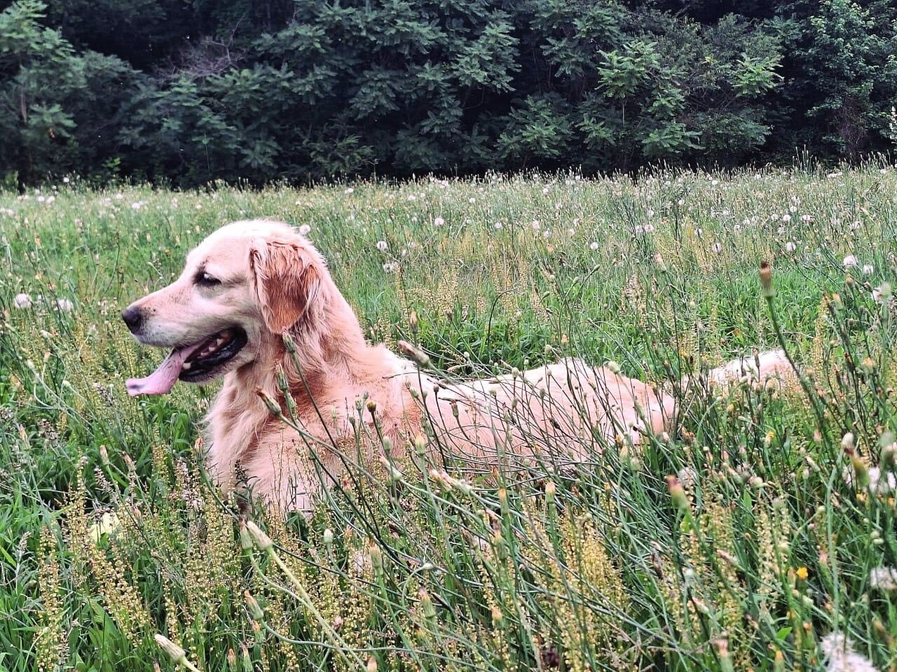 Crystal, the same golden retriever family dog, resting deeper in the tall meadow grass in side profile
