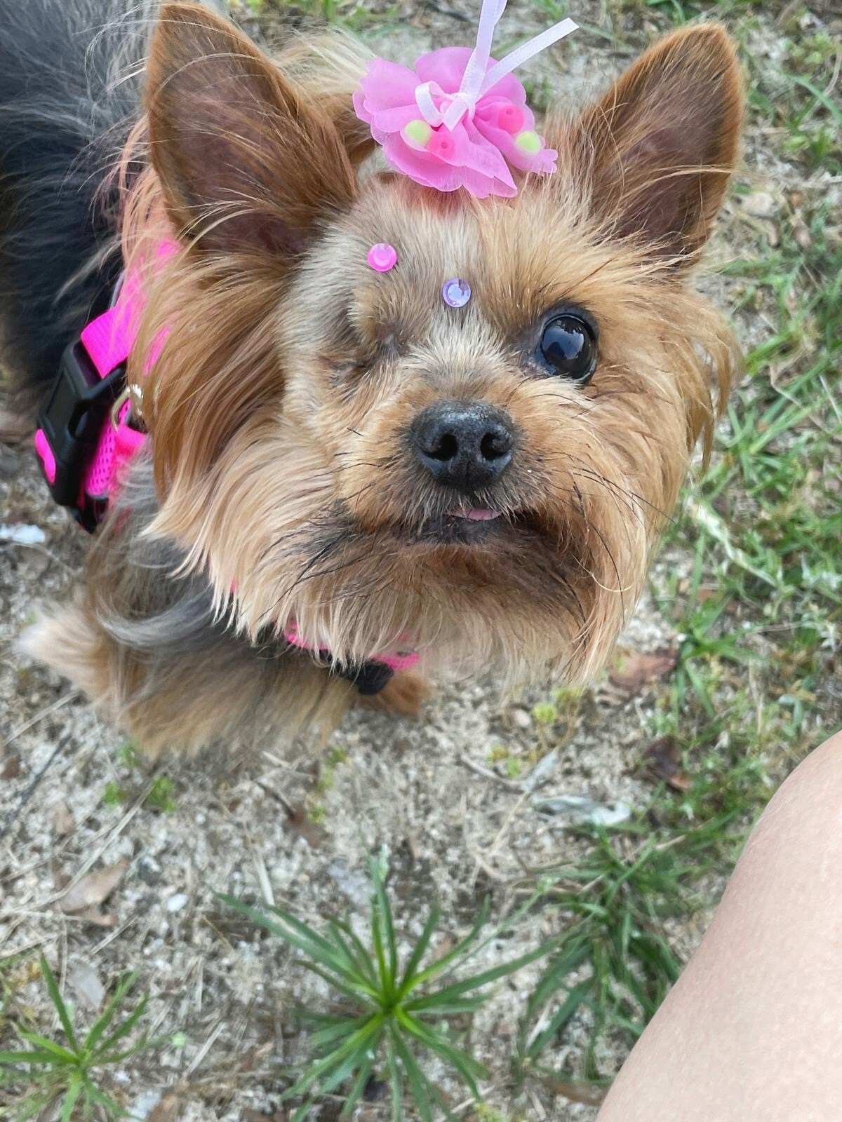 Paris, a family Yorkie, looking up from a garden path with a pink bow in her hair