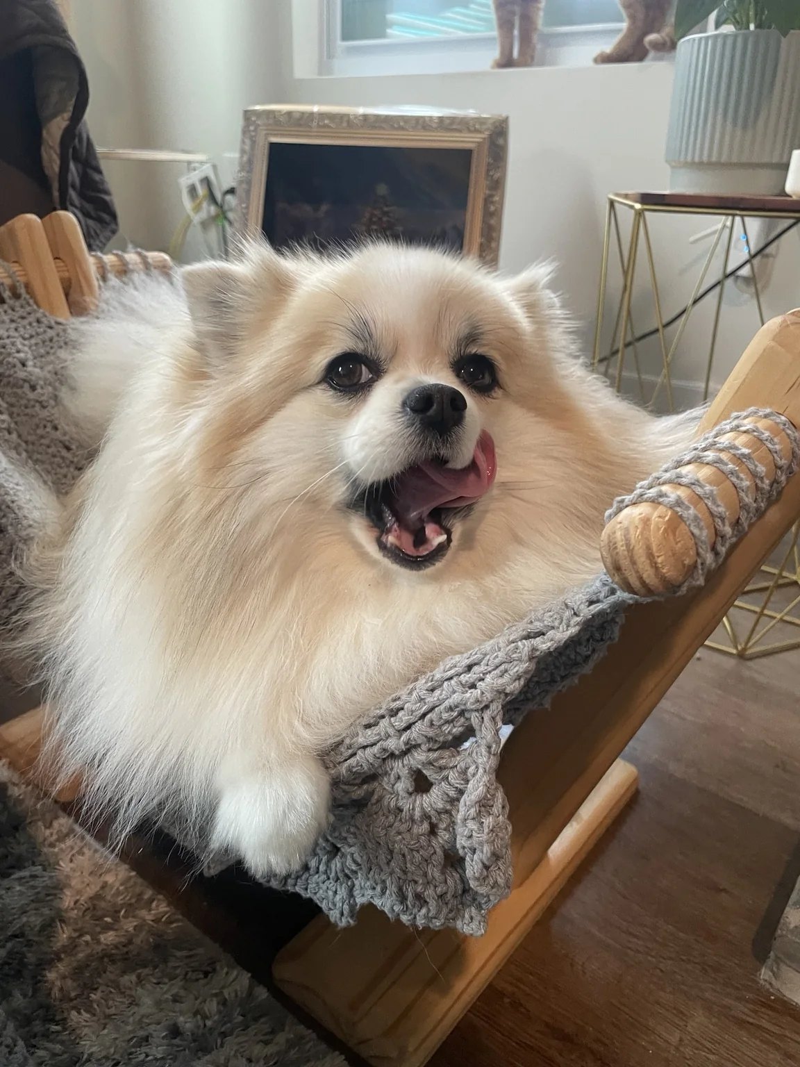Lilo, a cream Pomeranian family dog, settled into her woven chair with the warm room around her