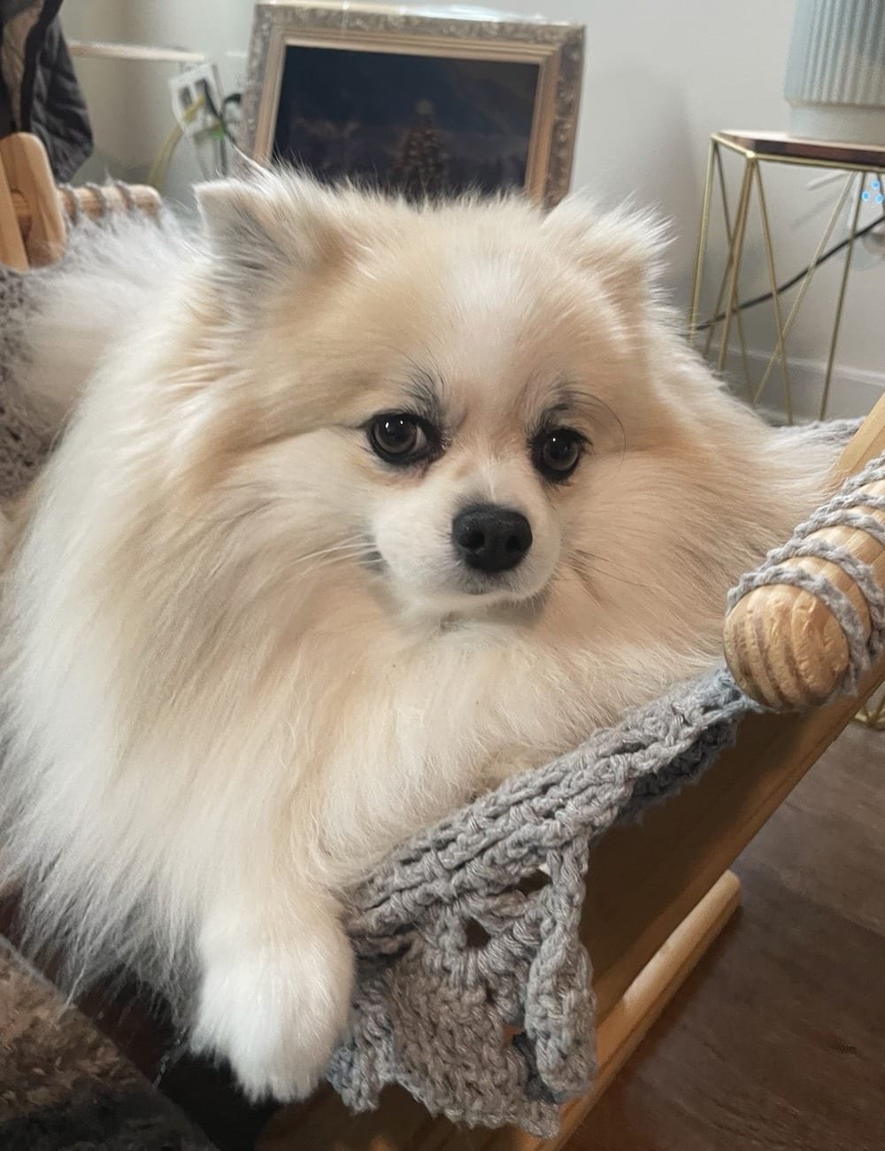 Lilo, the same cream Pomeranian family dog, smiling from her familiar woven chair
