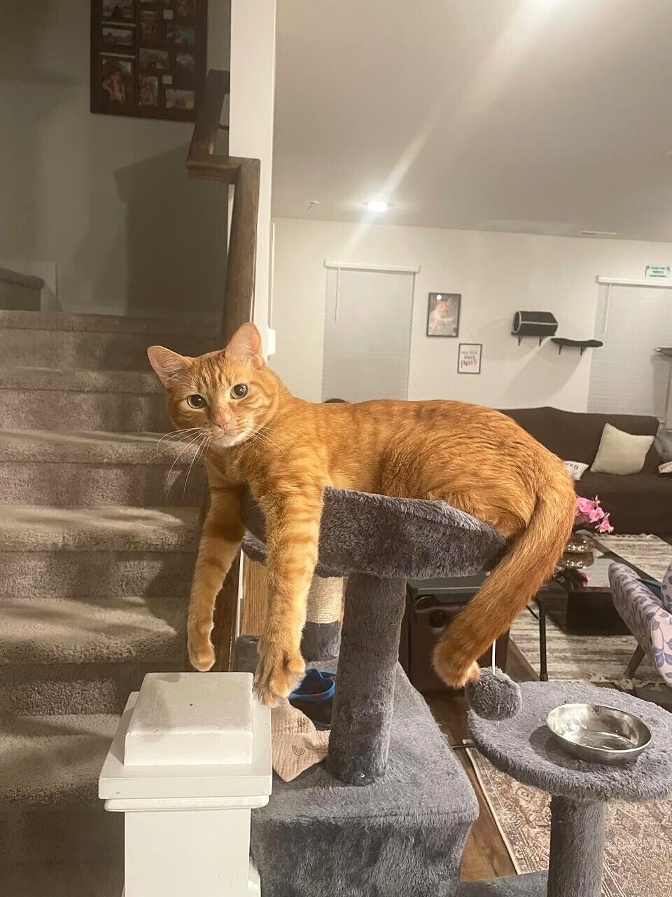 Simba, an orange family cat, draped across the top of his cat tree with the living room and staircase behind him