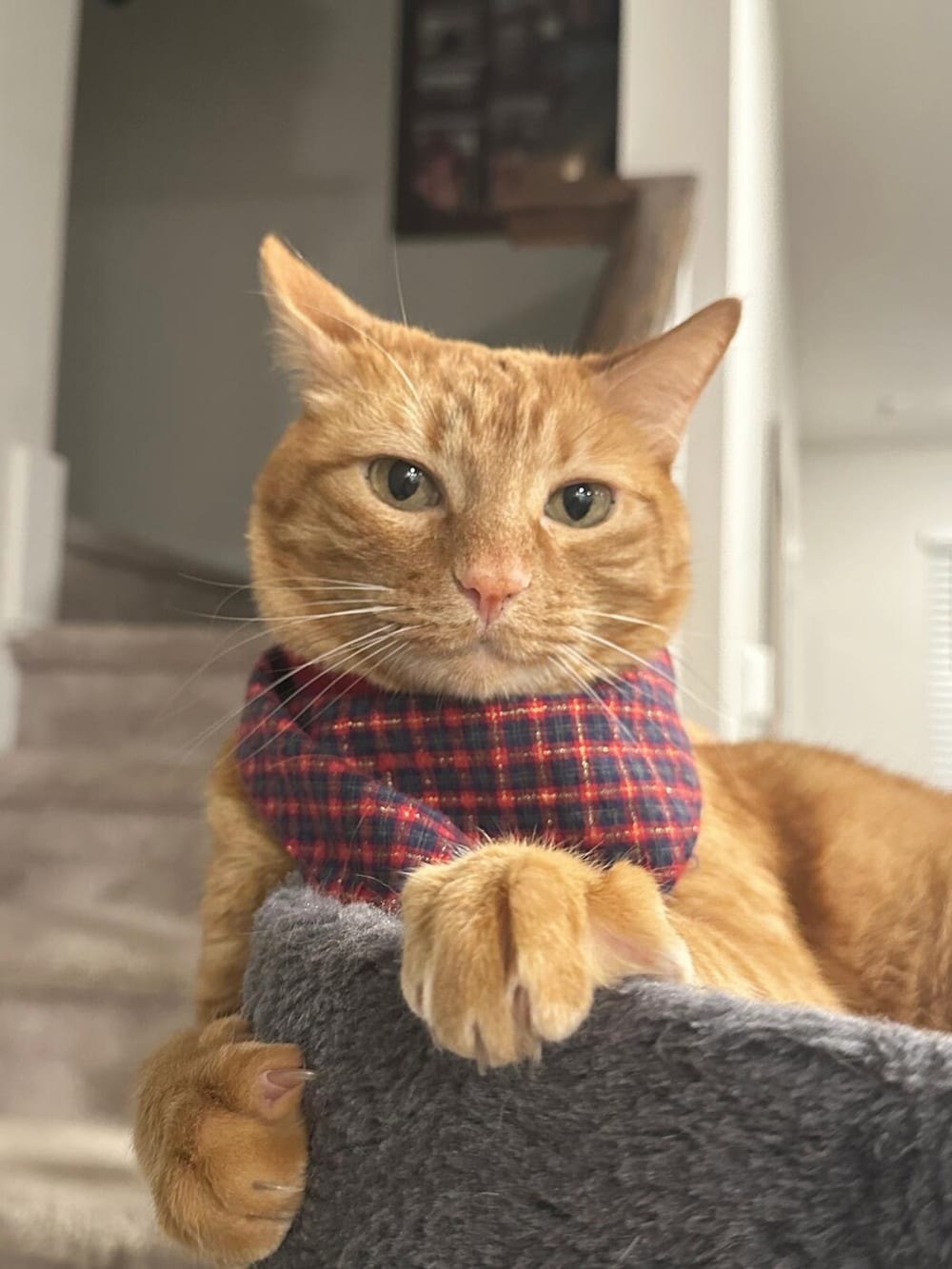 Simba, the same orange family cat, close to the camera in a tartan scarf with his paws folded over his perch