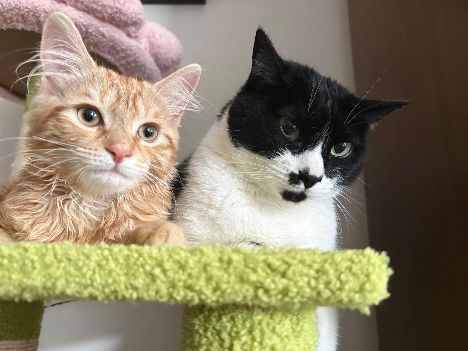 Two cats sharing the same perch while resting near each other