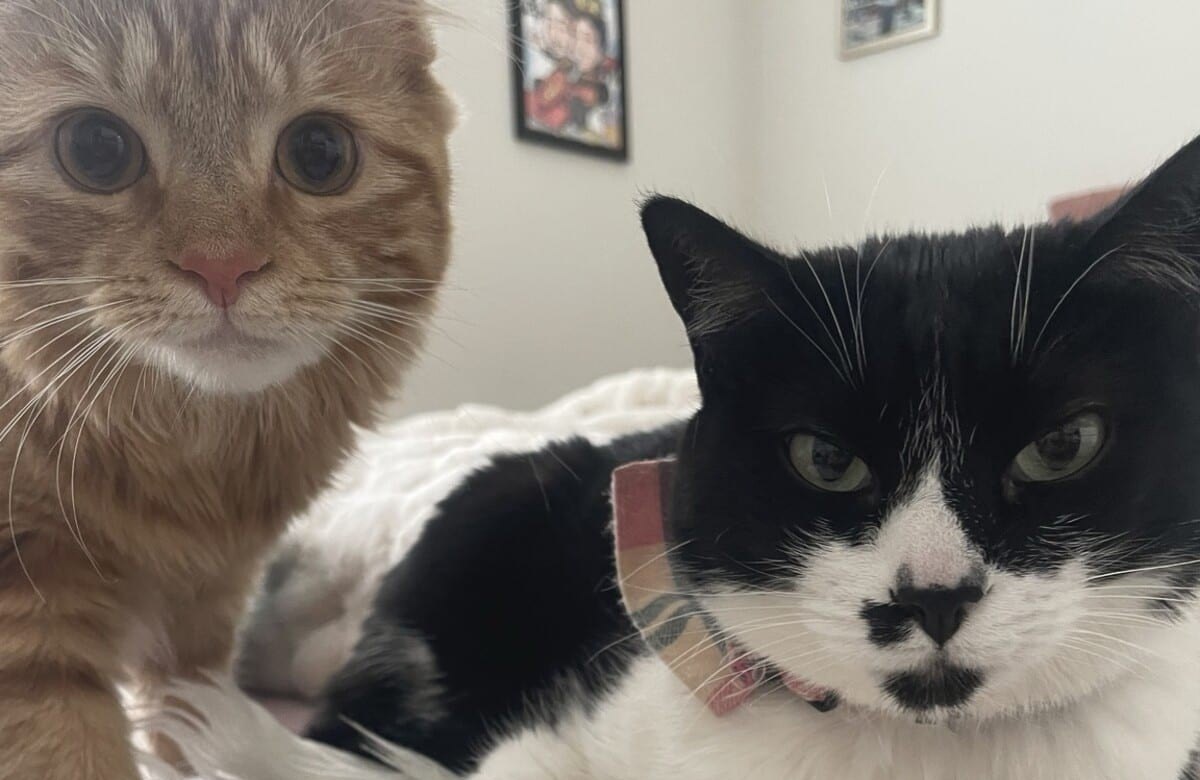 Two family cats resting close together and looking up into the room