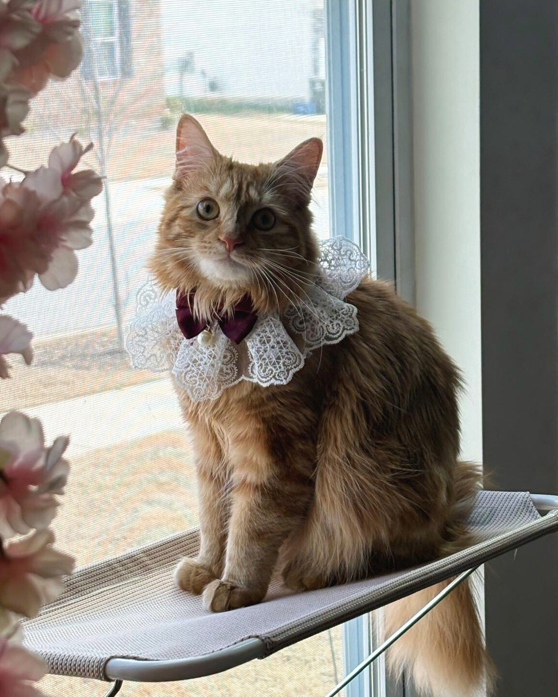 Gator, a longhaired cat, keeping watch from a familiar window perch