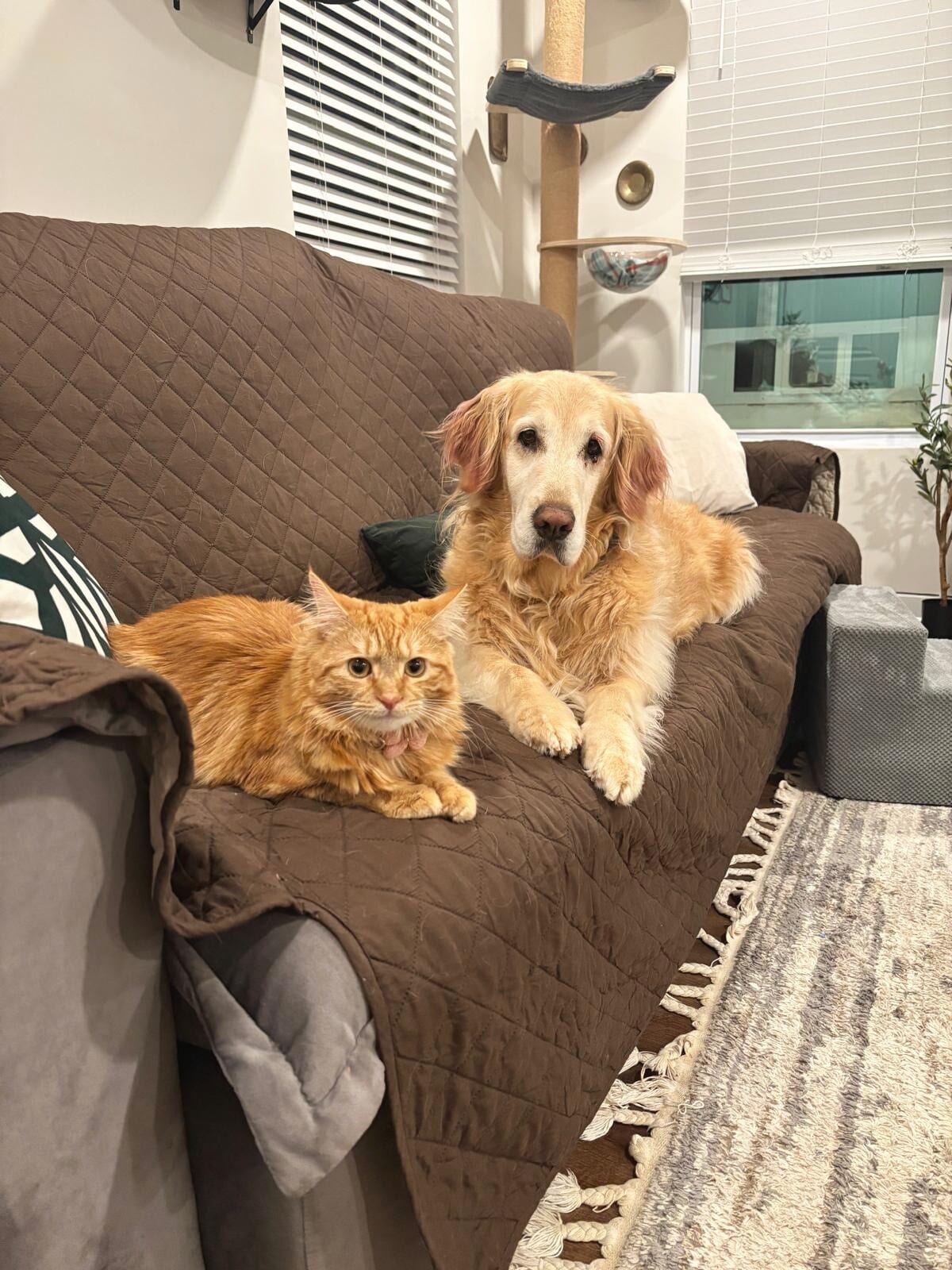 A golden retriever and orange family cat resting together on a couch