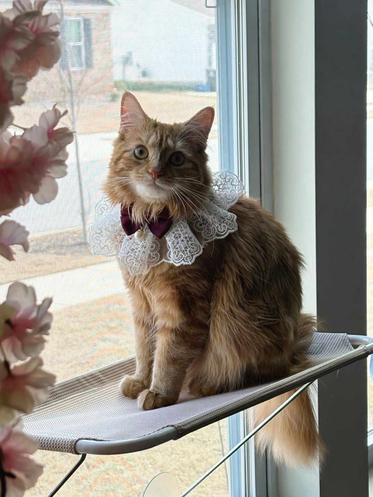 A longhaired cat resting on a window perch