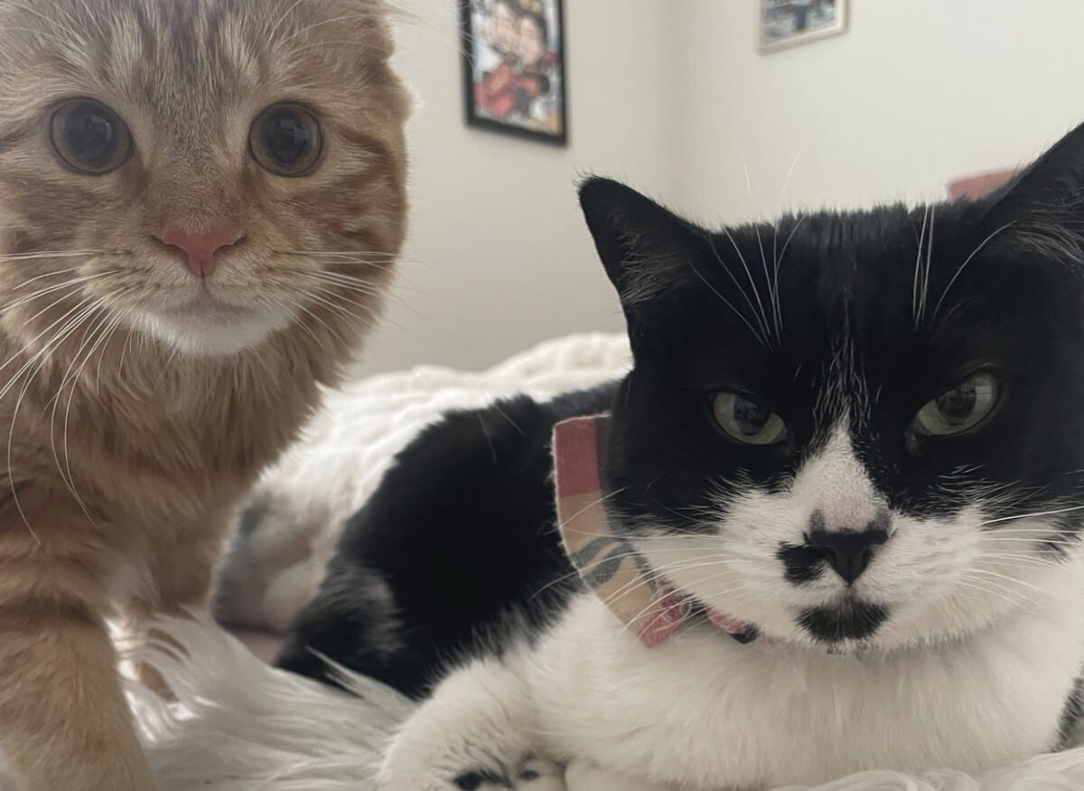 An orange family cat and a black and white family cat resting together on a bed