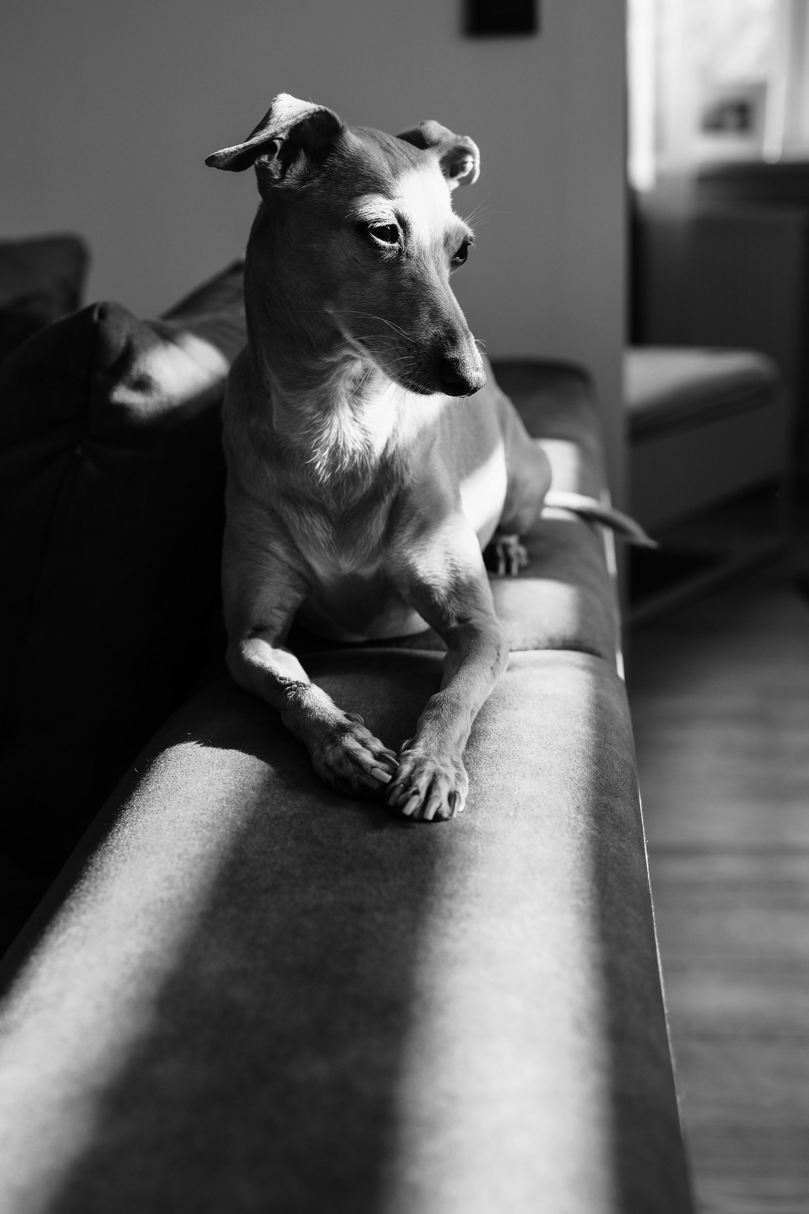 A dog resting on a couch in a shaft of sunlight