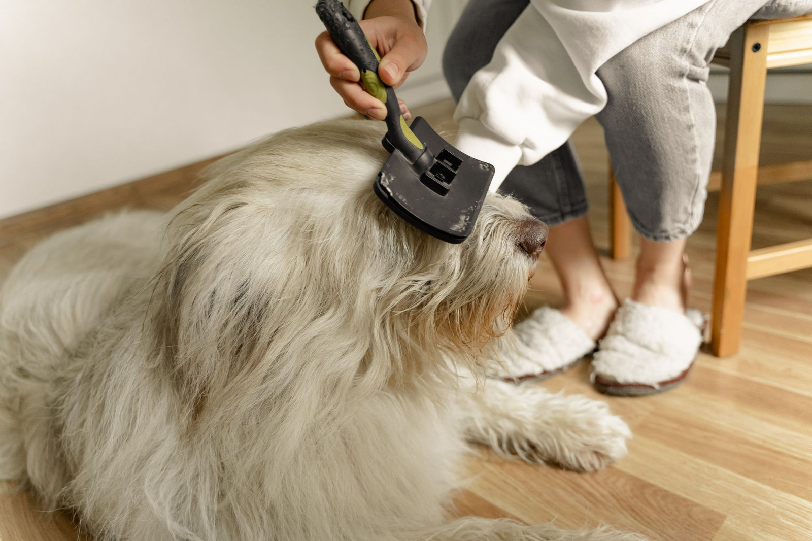 A person gently brushing a longhaired dog indoors